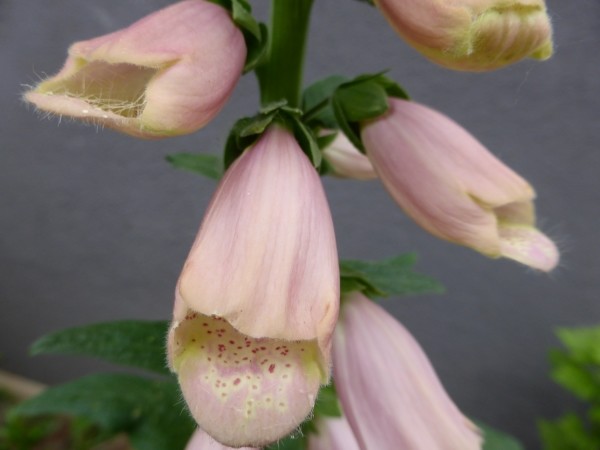 Blüte Fingerhut im Juni und Gartenabreit im Juni