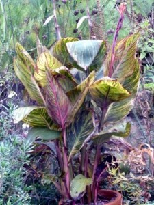 Topfpflanzen überwintern: So geht es auch bei Canna oder Blumenrohr