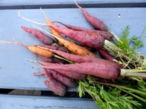 Rote Karotten und anderes Biogemüse aus Samen selber ziehen