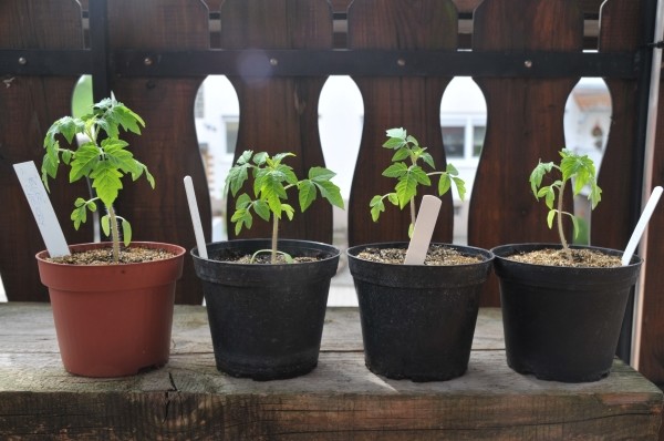 Tomaten aus Samen selber ziehen, der richtige Umgang mit den Setzlingen: EIne Anleitung
