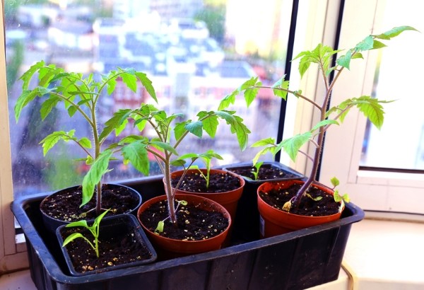 Tomaten aus Samen selber ziehen: Eine Anleitung und ein
