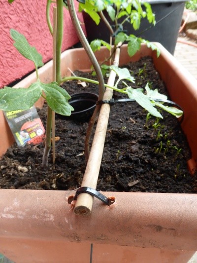 Tomaten-Pflanzen im Topf befestigen