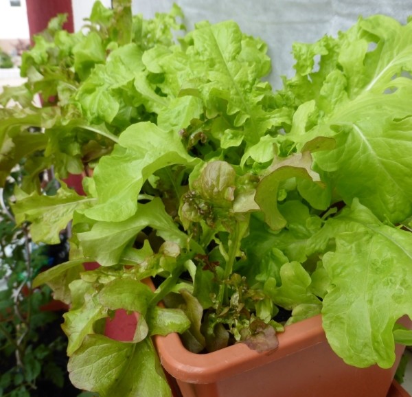 Salat pflanzen auf dem Balkon