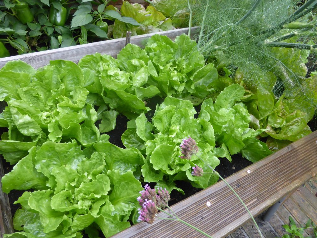 Endivien Salat säen und pflanzen