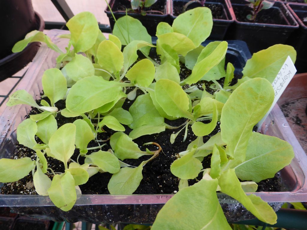 Salat vorziehen auf der Fensterbank zum Beispiel: Früher Kopfsalat Viktoria später gesät Ende April