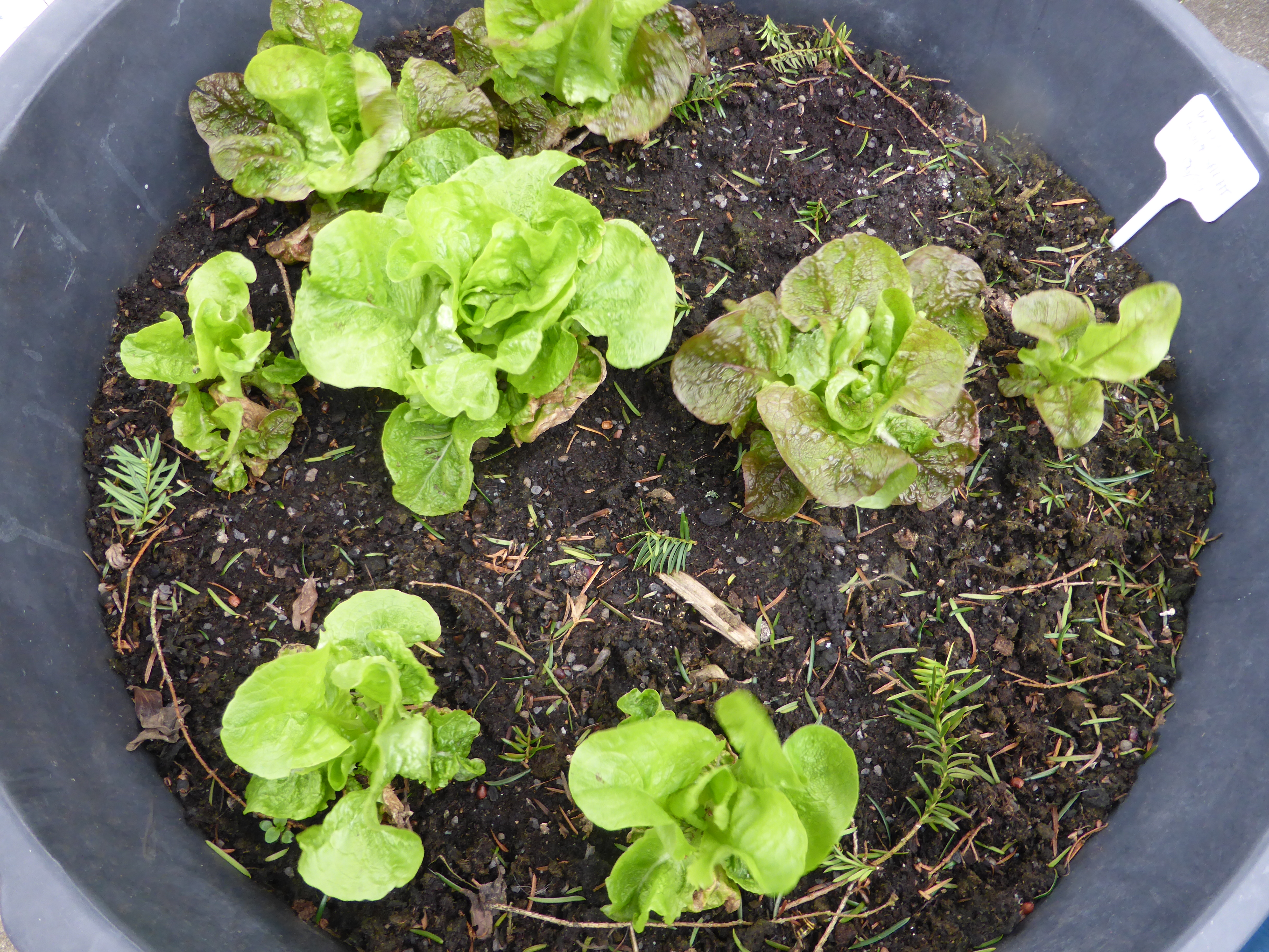 Beet oder Balkon: Salat säen, pflegen und fast das ganze Jahr ernten