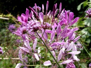 Samen von Sommerblumen sammeln, Tomaten Samen und andere Gemüsesamen selbst gewinnen