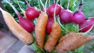 Gemüse für Anfänger: Für das Beet und den Balkongarten