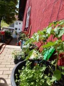 Tomaten pflanzen auf dem Balkon und im Topf