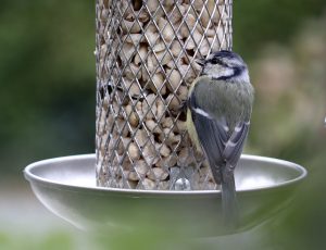 Vögel ganzjährig füttern dient dem Arterhalt.