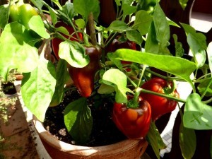 Im Januar (oder Februar) gesät und jetzt auf der Fensterbank gut gepflegt freut man sich bereits jetzt auf die eigene Paprika- und Chiliernte ab etwa August.