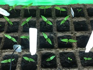 Chili, Peperoni und Paprika aus Samen selber ziehen