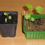 Auberginen aus Samen ziehen und richtig pflanzen