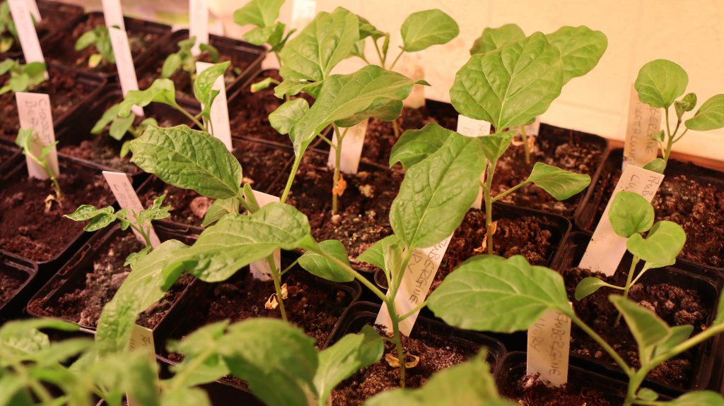 Oh wie Aubergine: Samen rechtzeitig aussen und im Sommer genieen   muhvie.de  Garten, Balkon & Genuss