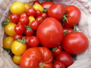 Tomaten aus Samen selber ziehen ist einfach. Alte Tomatensorten hierführ wählen oder Bioqualität ist eine gute Wahl.