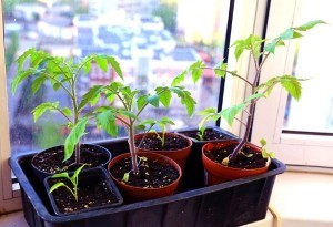 Tomaten aus Samen selber ziehen, der richtige Umgang mit den Setzlingen: Eine Anleitung
