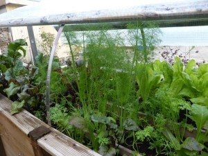 Hochbeet selber bauen mit Dach