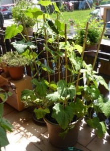 Gurken selbst aussäen für das Beet und den Balkongarten