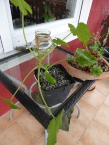 Gurken, Zucchini und Kürbis selbst aussäen für das Beet und den Balkongarten