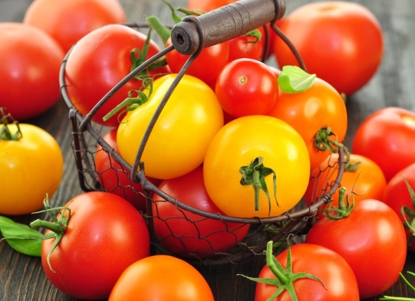 Tomaten selber ziehen: Ein „Tagebuch“ von der Aussaat bis zur Pflanzung