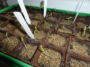 Tomaten aus Samen säen