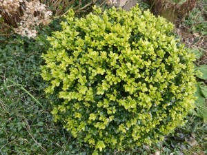 Natürlich und effektiv: Mittel gegen Buchsbaumzünsler im März, April und im Sommer spritzen