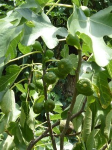 Feige im Garten pflanzen: Sortenwahl, Standort und Pflege