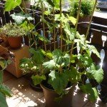 Das beste Gemüse für Anfänger, wenn man wenig Zeit hat und den Balkonggarten: Die Gurke, am besten Anfang April selbst aus Samen gezogen, gehört dazu.