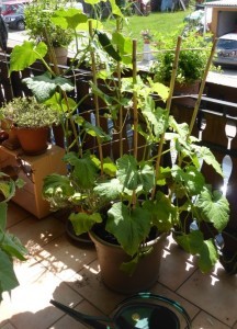 Das beste Gemüse für Anfänger, wenn man wenig Zeit hat und den Balkonggarten: Die Gurke, am besten Anfang April selbst aus Samen gezogen, gehört dazu.