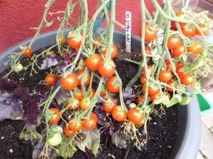 Des Deutschen liebstes Gemüse (eigentlich ja eine Frucht): Die geliebte Tomate gedeiht hervorragend im Topf, wenn man einiges beachtet (siehe Anbautipps am Ende des Textes). Basilikum wie hier gleich hinzu pflanzen - zwei Partner, die sich mögen und genial zusammen schmecken.