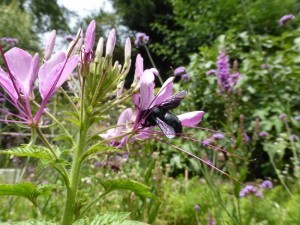 Sommerblumen wie diese Spinnenblume, Cleome spinosa, säen und die Artenvielfalt fördern. Hier die große Holzbiene, die schön bläulich-schwarz leuchtet