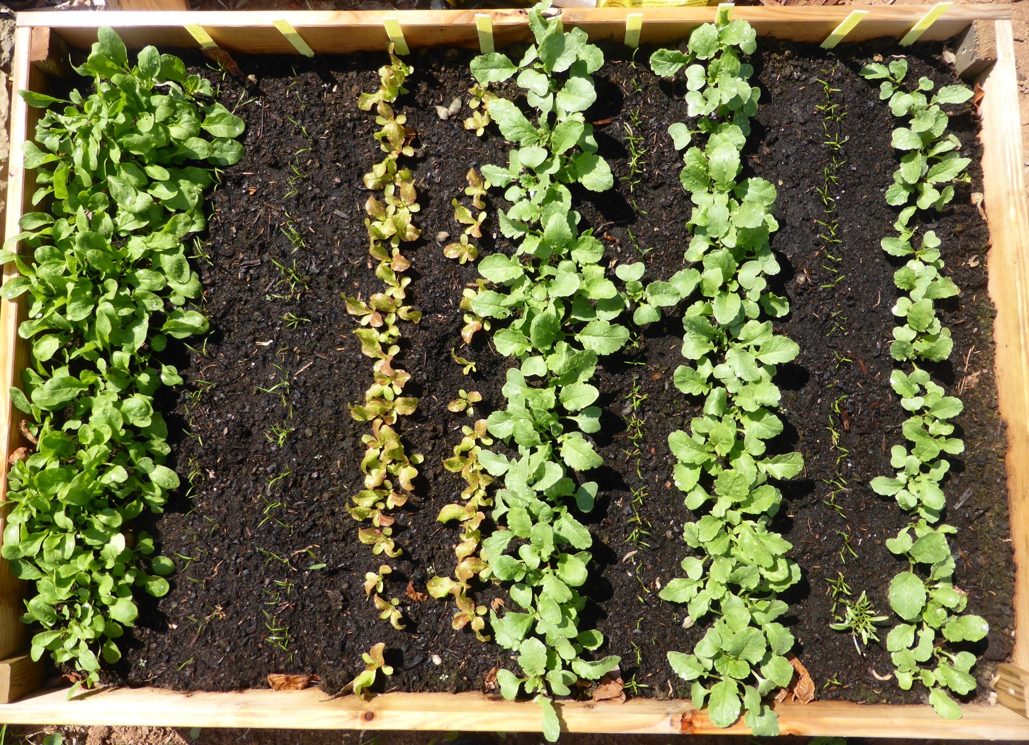 Garten, Balkongarten, Topfgarten: Tipps wie Hochbeet bauen und optimal nutzen