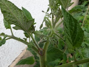 Tomaten ausgeizen und Blätter entfernen, eine Anleitung