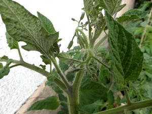 Tomaten ausgeizen und Blätter entfernen, eine Anleitung