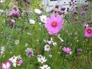 Samen von Blumen und Gemüse im August sammeln