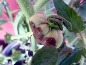 Braune Flecken an der Tomate: Krankheit nennt sich Blütenendfäule