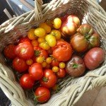 Tomaten selber ziehen