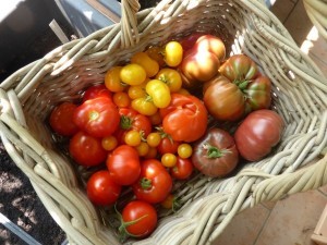 Tomaten selber ziehen