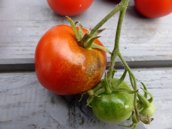 Tomatenkrankheiten: Gefürchtete Kraut- & Braunfäule verhindern und erkennen