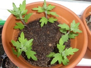 Anleitung, um durch Stecklinge Pflanzen zu vermehren