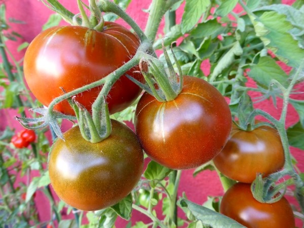 Anleitung, um einfach tolle Tomaten-Samen selbst zu gewinnen