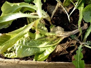 Botrytis, Grauschimmel an Salat, Zucchini, Gurke, Kürbis, Kohl, Tomate oder Beeren