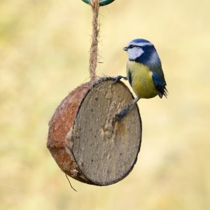 Artenvielfalt fördern: Ganzjahresfütterung und Garten-Gewinnspiel.