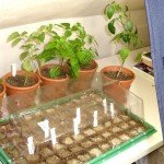 Sylvania Groxpress Lampe für Pflanzen Aufzucht Anzucht Grow Wuchs SHP-T NAV-T 