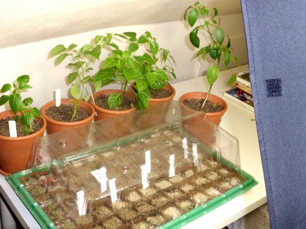LED Pflanzenlampen und andere Leuchtmittel für die Anzucht von Pflanzen aus Samen