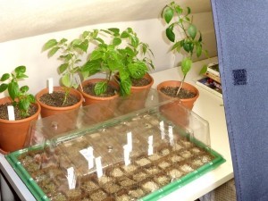 LED Pflanzenlampen, Pflanzenleuchten und mehr zur Anzucht