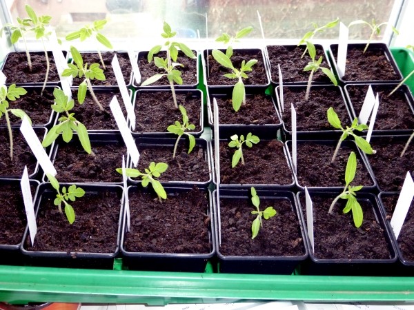 Aussaatkalender im Mrz und Tomaten aus Samen sen 600  muhvie.de   Garten, Balkon & Genuss