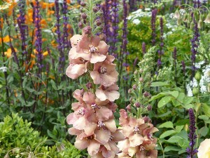 Chelsea Flower Show 2016