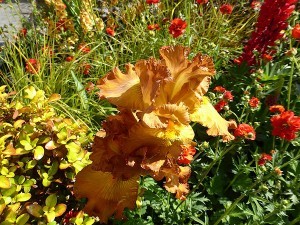 Chelsea Flower Show 2016