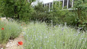 Chelsea Flower Show 2016